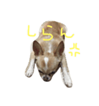 mamemamemameta（個別スタンプ：8）