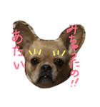 ワンダフル トマト犬 2（個別スタンプ：1）