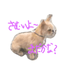 ワンダフル トマト犬 2（個別スタンプ：2）