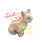 ワンダフル トマト犬 2（個別スタンプ：3）