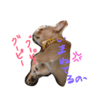 ワンダフル トマト犬 2（個別スタンプ：4）