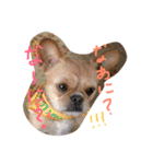 ワンダフル トマト犬 2（個別スタンプ：5）