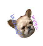 ワンダフル トマト犬 2（個別スタンプ：6）