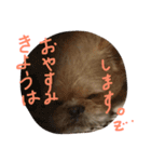 ワンダフル トマト犬 2（個別スタンプ：7）