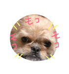 ワンダフル トマト犬 2（個別スタンプ：9）