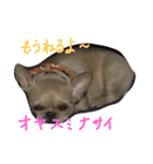 ワンダフル トマト犬 2（個別スタンプ：10）