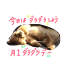 ワンダフル トマト犬 2（個別スタンプ：11）