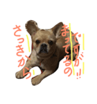 ワンダフル トマト犬 2（個別スタンプ：13）