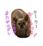 ワンダフル トマト犬 2（個別スタンプ：15）