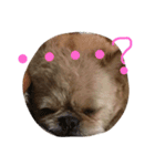 ワンダフル トマト犬 2（個別スタンプ：16）