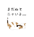 せねこ 7（個別スタンプ：7）