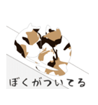 せねこ 7（個別スタンプ：9）