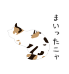 せねこ 7（個別スタンプ：16）