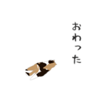 せねこ 7（個別スタンプ：19）