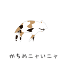 せねこ 7（個別スタンプ：23）