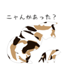 せねこ 7（個別スタンプ：31）