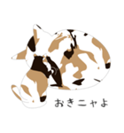 せねこ 7（個別スタンプ：36）