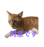 茶トラさんと仲間たち（個別スタンプ：1）