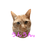 茶トラさんと仲間たち（個別スタンプ：2）