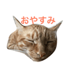茶トラさんと仲間たち（個別スタンプ：6）