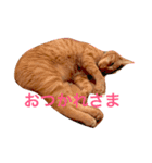 茶トラさんと仲間たち（個別スタンプ：7）