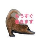 茶トラさんと仲間たち（個別スタンプ：16）