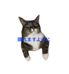 ネコ様なのである。。（個別スタンプ：8）