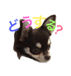 可愛いチワワのひなちゃん（個別スタンプ：9）