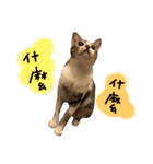 Diary of cats.Apple with Lumi（個別スタンプ：4）