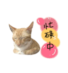 Diary of cats.Apple with Lumi（個別スタンプ：6）