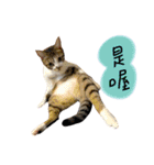 Diary of cats.Apple with Lumi（個別スタンプ：7）