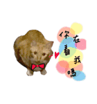 Diary of cats.Apple with Lumi（個別スタンプ：8）