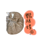 Diary of cats.Apple with Lumi（個別スタンプ：9）