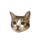 Diary of cats.Apple with Lumi（個別スタンプ：10）