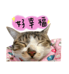 Diary of cats.Apple with Lumi（個別スタンプ：14）