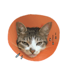 Diary of cats.Apple with Lumi（個別スタンプ：15）