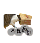 Diary of cats.Apple with Lumi（個別スタンプ：16）