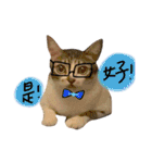 Diary of cats.Apple with Lumi（個別スタンプ：17）