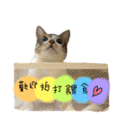 Diary of cats.Apple with Lumi（個別スタンプ：19）