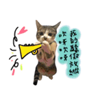 Diary of cats.Apple with Lumi（個別スタンプ：20）