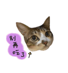 Diary of cats.Apple with Lumi（個別スタンプ：23）