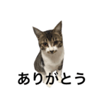 キジシロ猫のごまちゃん（個別スタンプ：1）