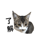 キジシロ猫のごまちゃん（個別スタンプ：5）