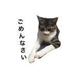 キジシロ猫のごまちゃん（個別スタンプ：7）