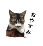 キジシロ猫のごまちゃん（個別スタンプ：16）