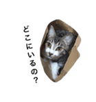 キジシロ猫のごまちゃん（個別スタンプ：17）