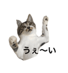 キジシロ猫のごまちゃん（個別スタンプ：31）