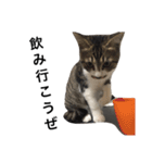 キジシロ猫のごまちゃん（個別スタンプ：32）