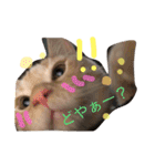 ラグドールとアメショーと時々文鳥と柴犬（個別スタンプ：6）