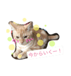 ラグドールとアメショーと時々文鳥と柴犬（個別スタンプ：7）